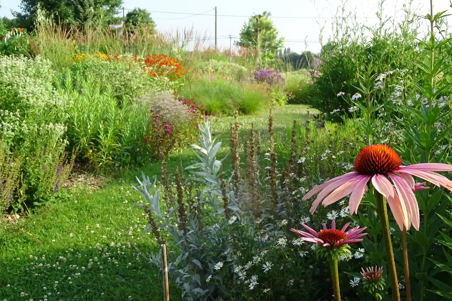 Création de massif harmonieux et prairie fleurie Garden Park Rennes