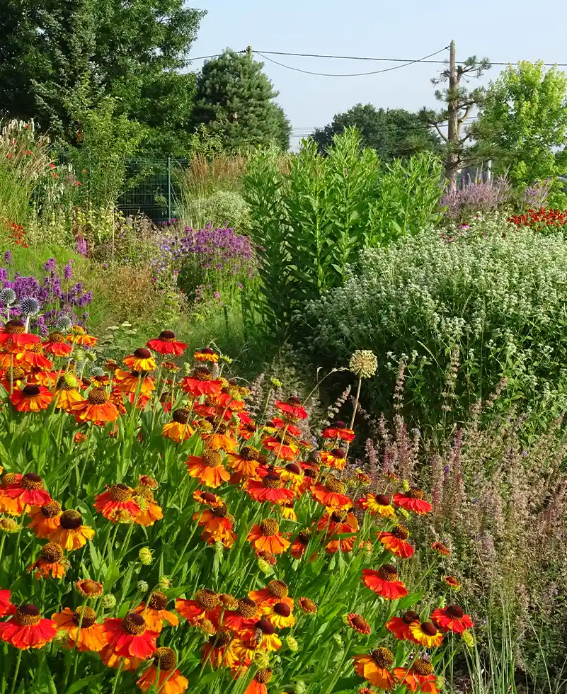 Aménagement massif de fleurs et prairies Garden Park Rennes